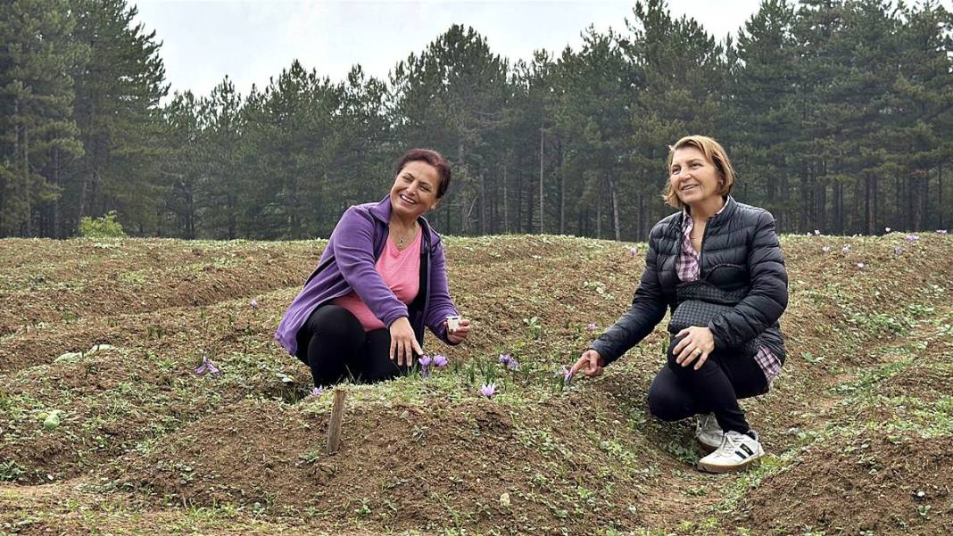 Dünyanın en pahalı baharatı Safranbolu'da yetişiyor! Gıda, ilaç ve kozmetikte kullanılan mucize 7